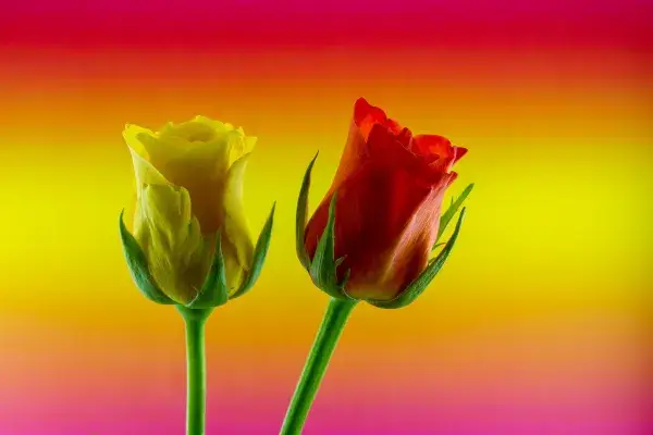 En el día de San Valentín - Amor y amistad